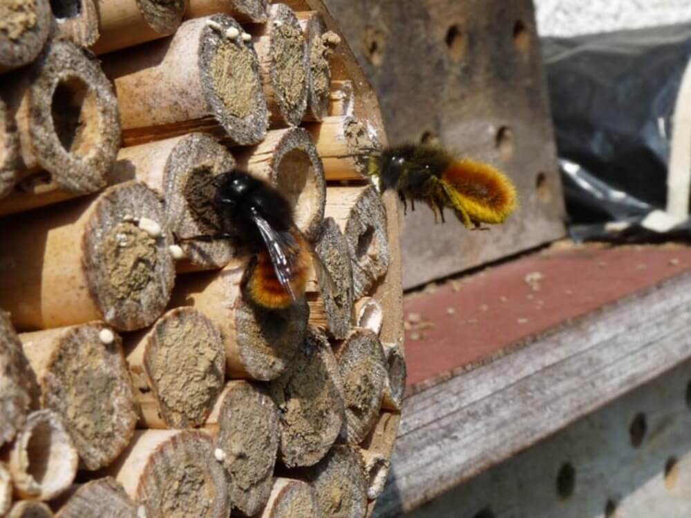Una ricerca individua la rilevanza dei tassi di popolamento delle api nei ceraseti in Germania