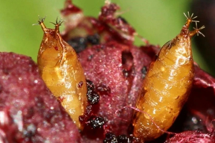 Interazioni tra parassitoidi di Drosophila suzukii: effetti su biocontrollo in Europa e USA