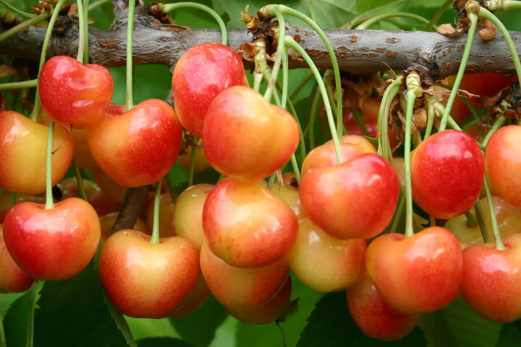 Identification of PavUGT48, an enzyme involved in sweet cherry coloration and quality