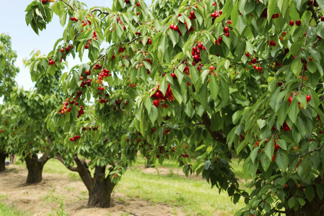 Tajikistan: cherry harvest volumes down, prices up instead