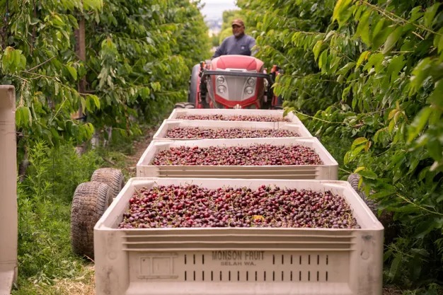 Superfresh Growers increases cherry production to +12%: 2024 is record-breaking