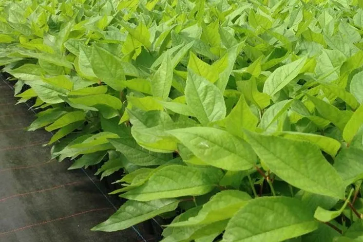 Portainnesti ciliegio: conclusa la fase finale del progetto genetico nel sud del Cile