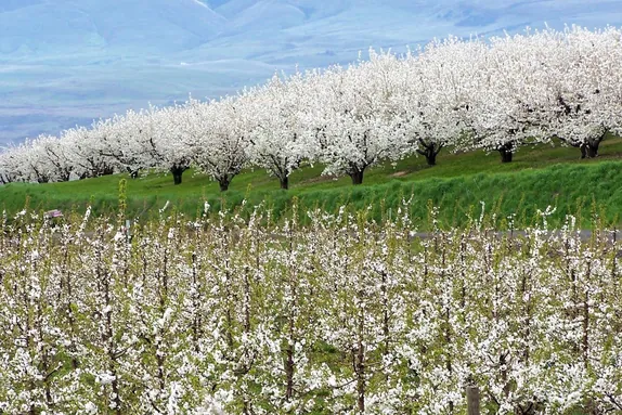 Criteri di scelta dei portinnesti del ciliegio nel Nord Ovest Pacifico