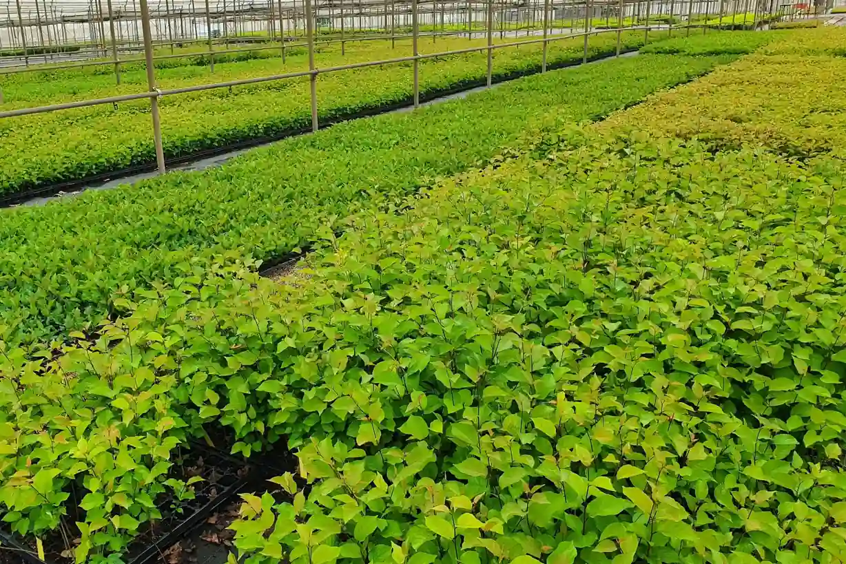 Nuovi portainnesti di ciliegio dalla Serbia per affrontare il cambiamento climatico