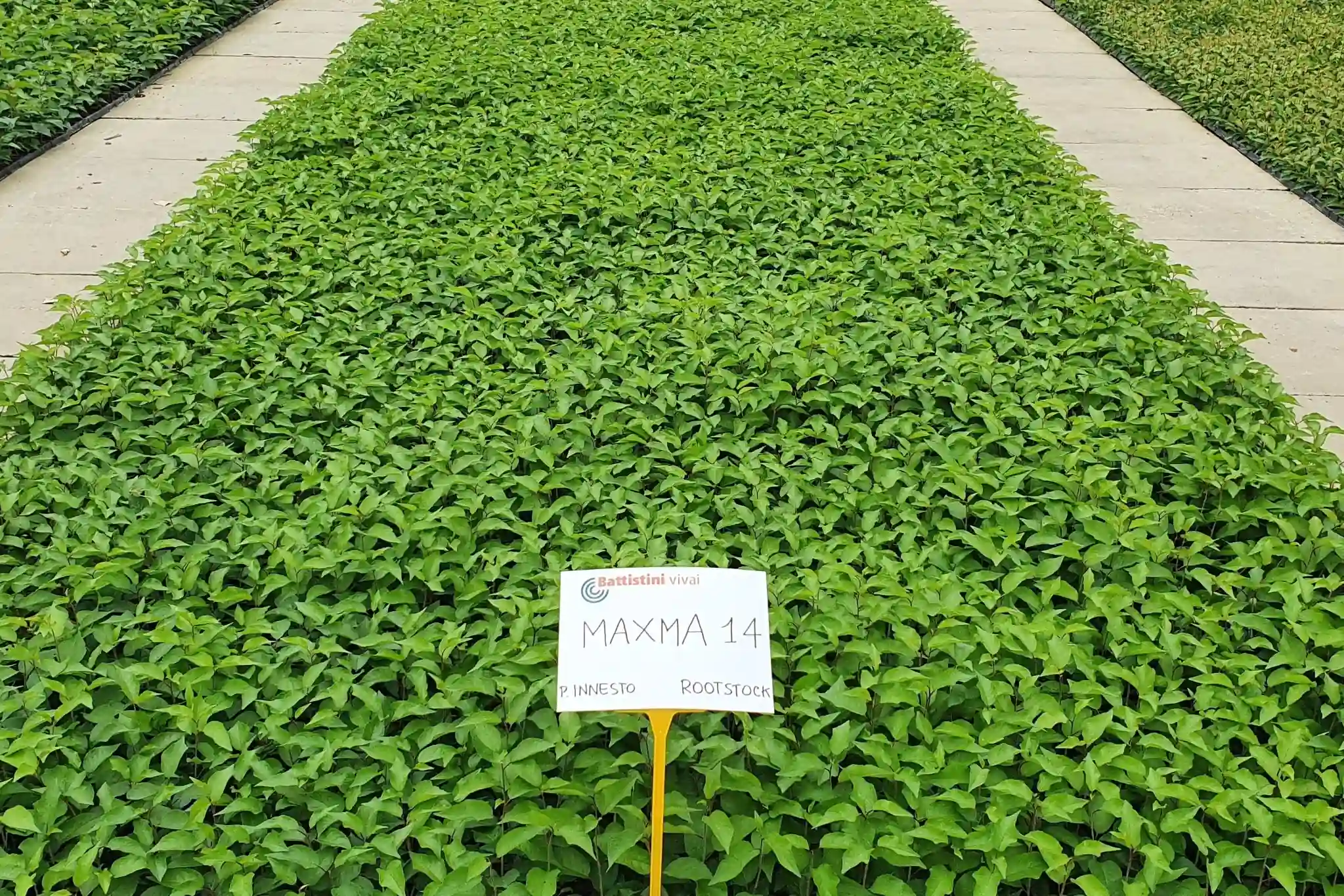 Ciliegi ad alta densità: come i portinnesti nanizzanti rivoluzionano la produzione