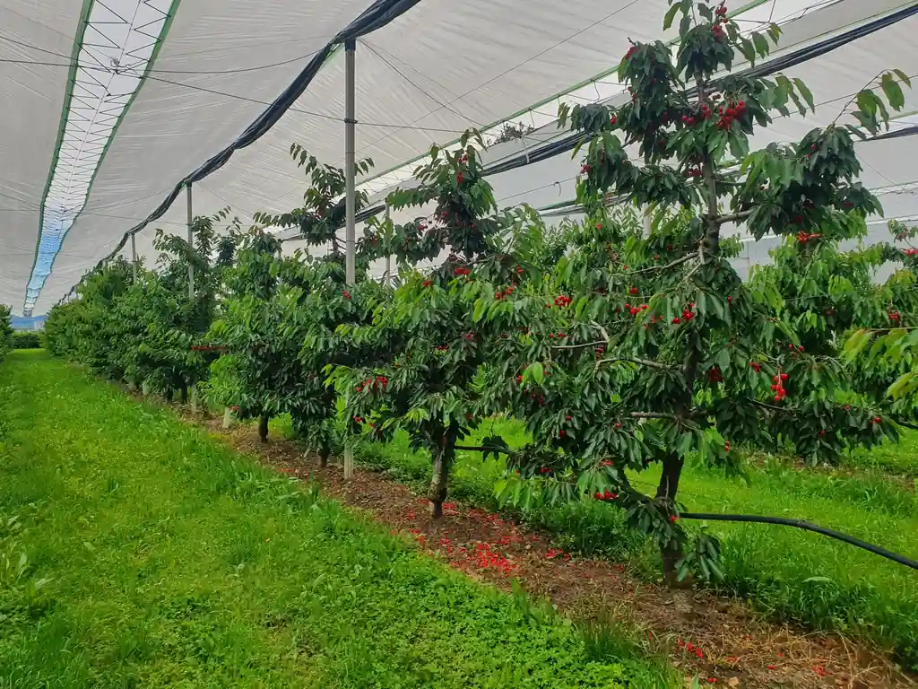 Dwarfing rootstocks and water stress in cherry trees: physiological responses and post-harvest irrigation management