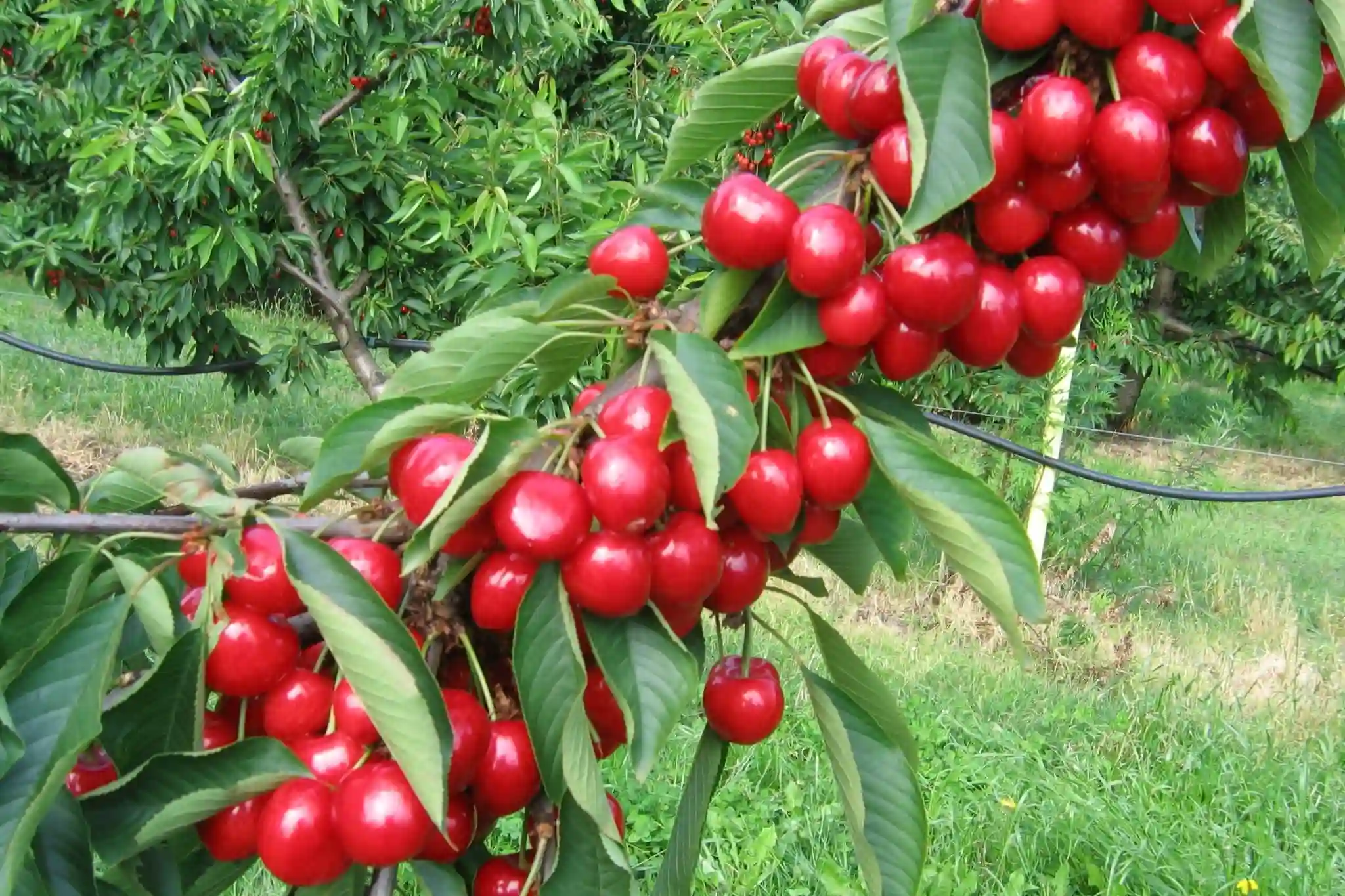 L’influenza del portinnesto sulla produzione ed il valore nutrizionale delle ciliegie: un caso studio sulla cv. “Grace Star” dalla Serbia