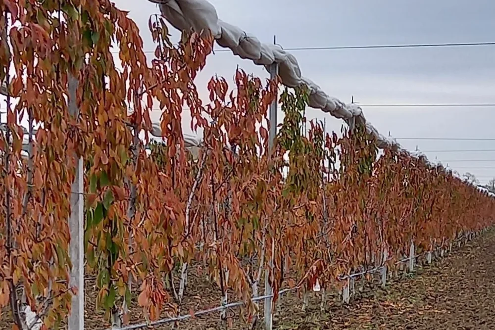 Cherry production begins in the previous cycle: buds, reserves and canopy management