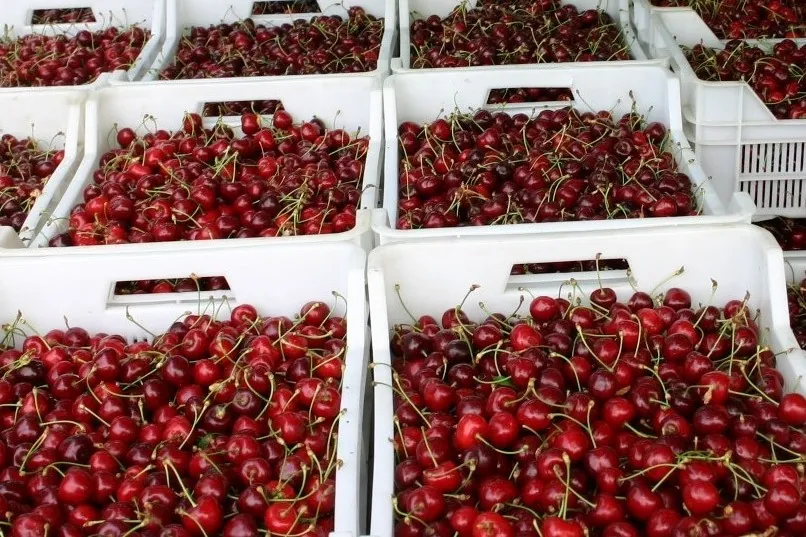 Ciliegie nel mondo: Turchia, Cile e USA dominano il mercato globale ed export