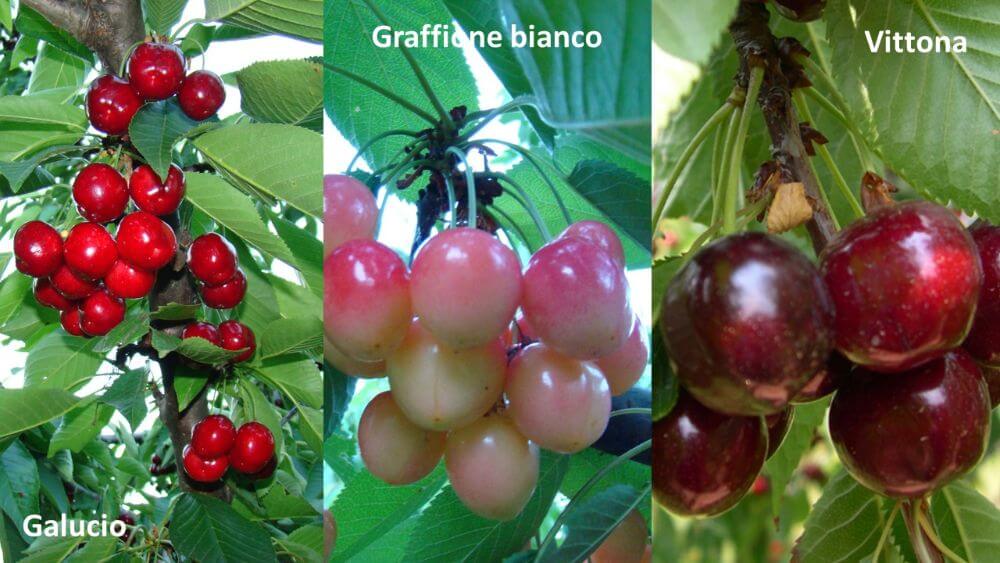 Galucio, Graffione bianco e Vittona, varietà tradizionali coltivate nell’areale piemontese di Pecetto