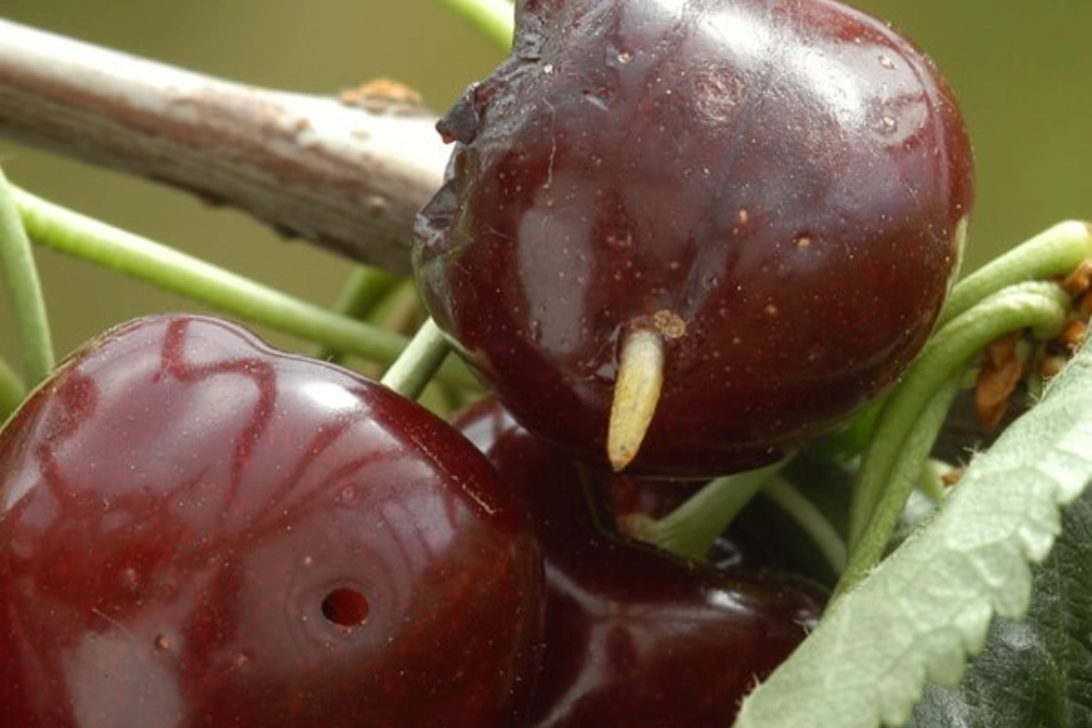 Protecting cherry trees from Drosophila suzukii: technical considerations for 2026