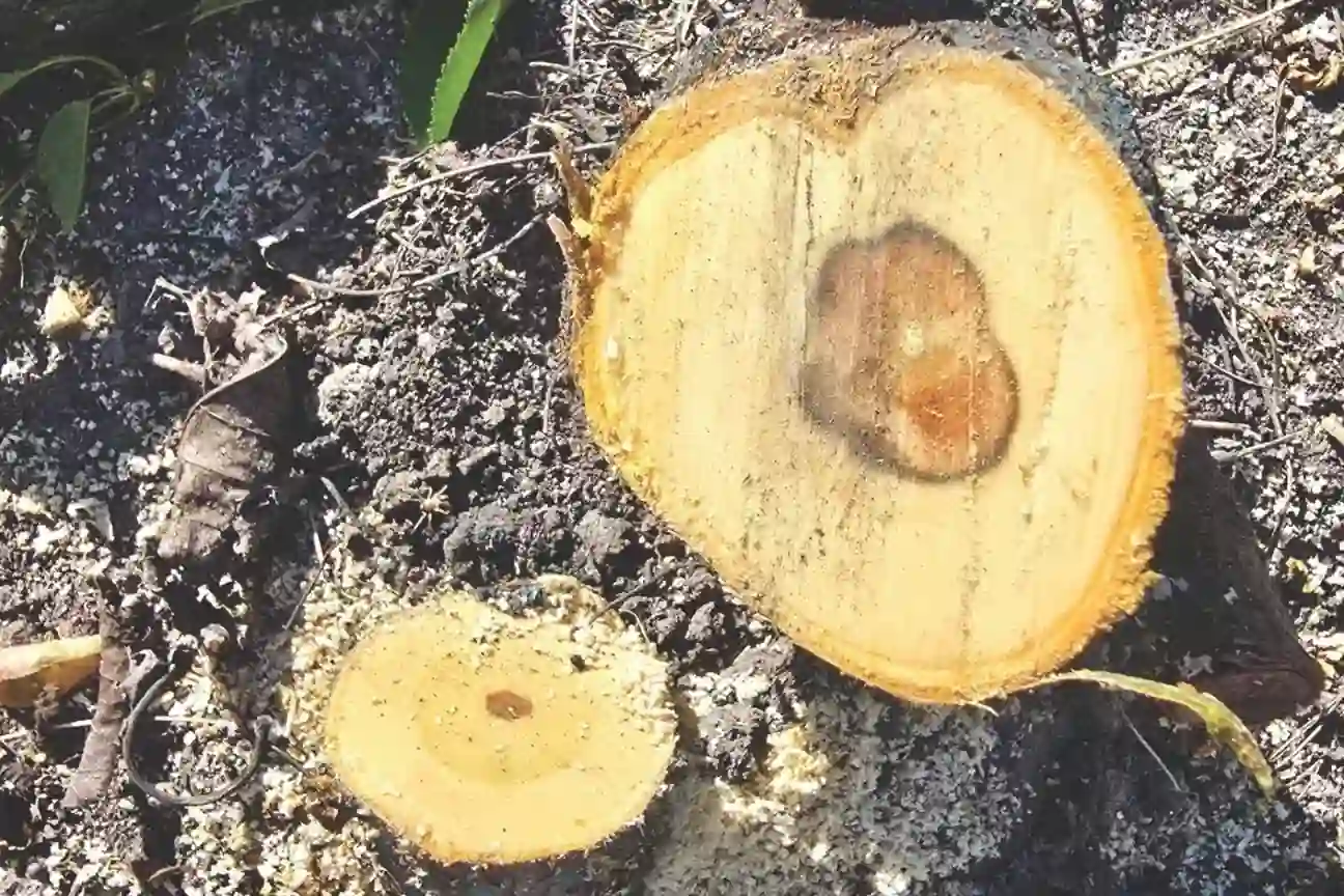 Pseudomonas and wood diseases: emerging threats for cherry orchards