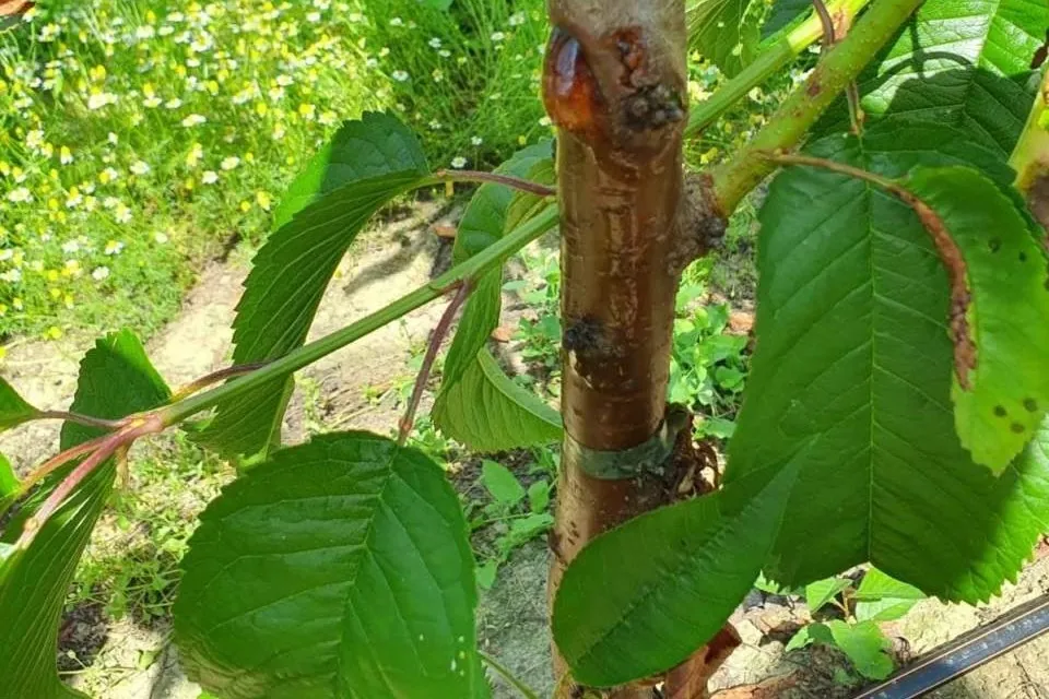 Bacterial canker of sweet cherry: an absolute qPCR for precise quantification of Pseudomonas syringae pv. syringae