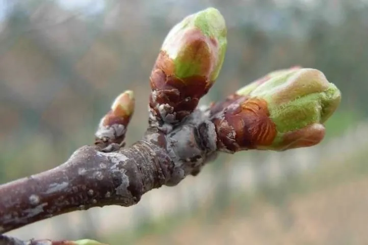 Enzymatic method for starch quantification in sweet cherry floral buds