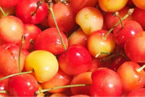 Quillón is turning to digital technology to revitalise the local Corazón de Paloma cherry