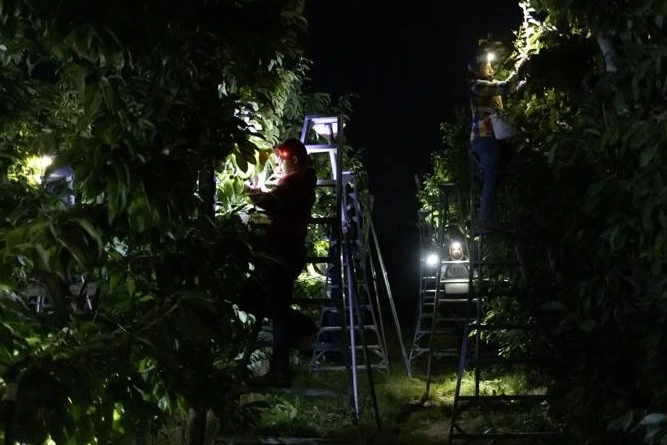 Night cherry harvesting in Chile: benefits, challenges and trials in Ñuble orchards