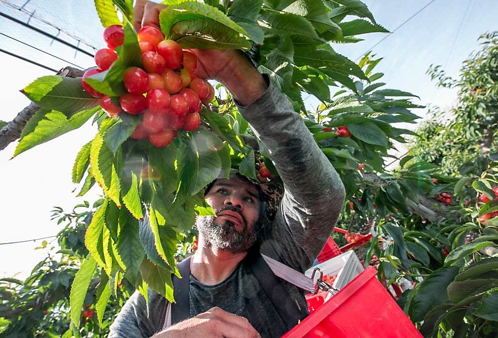 Coltivatori e consumatori di ciliegie a Washington continuano a puntare sulla varietà Rainier