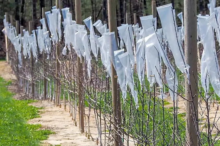 Tecniche per aumentare la ramificazione e la fruttificazione in Carolina del Nord