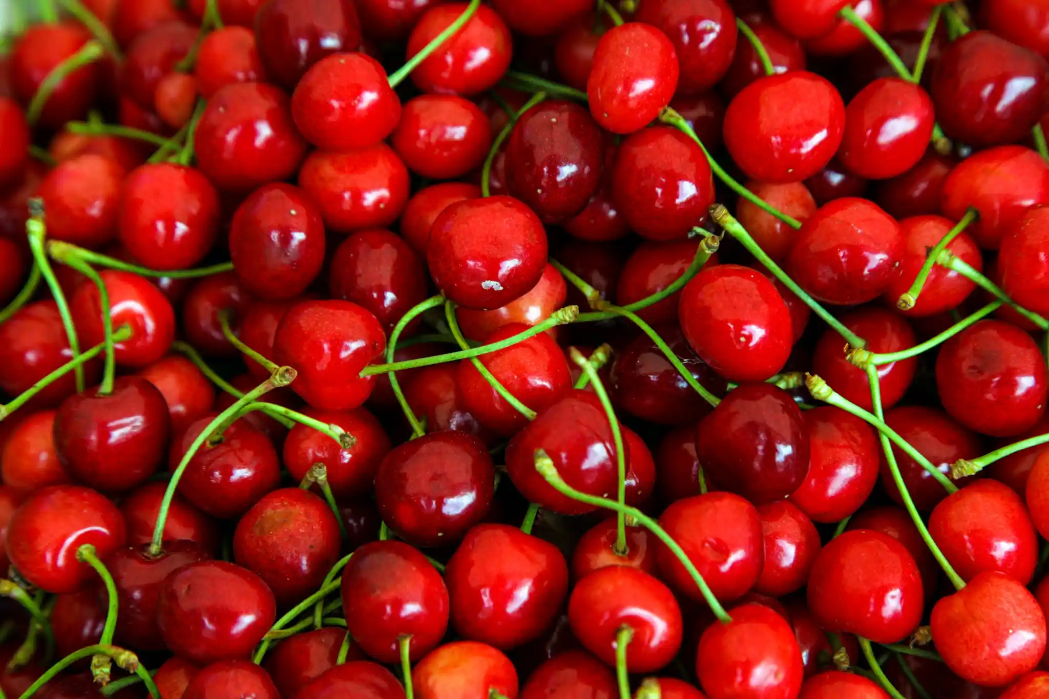 California cherries 2025: delayed season and lower yields, but promising quality