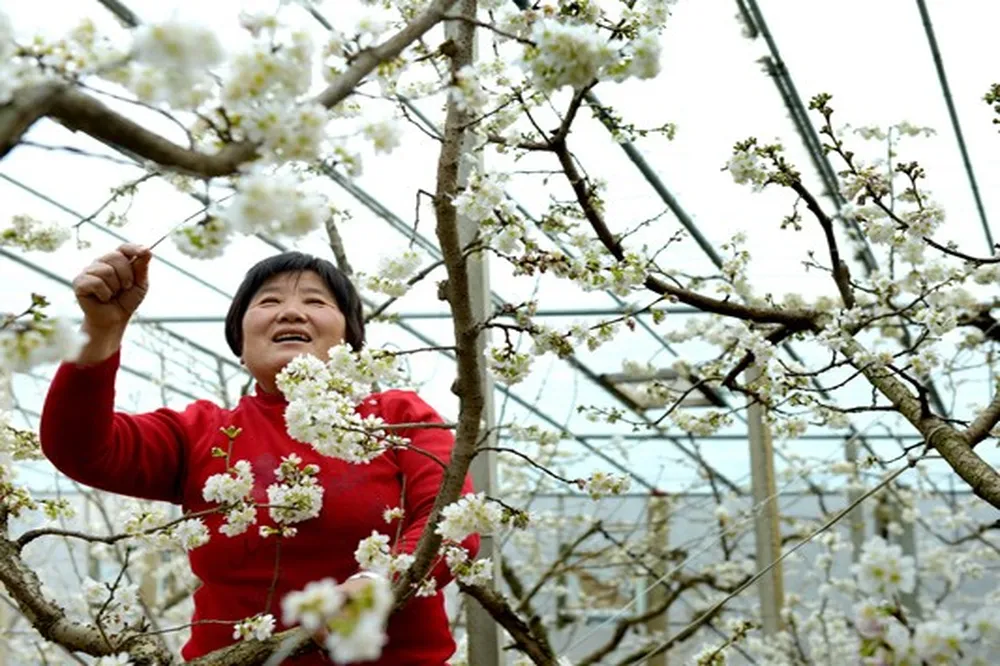 Qicun (China), the capital of greenhouse cherries: technology, cooperation and record harvests