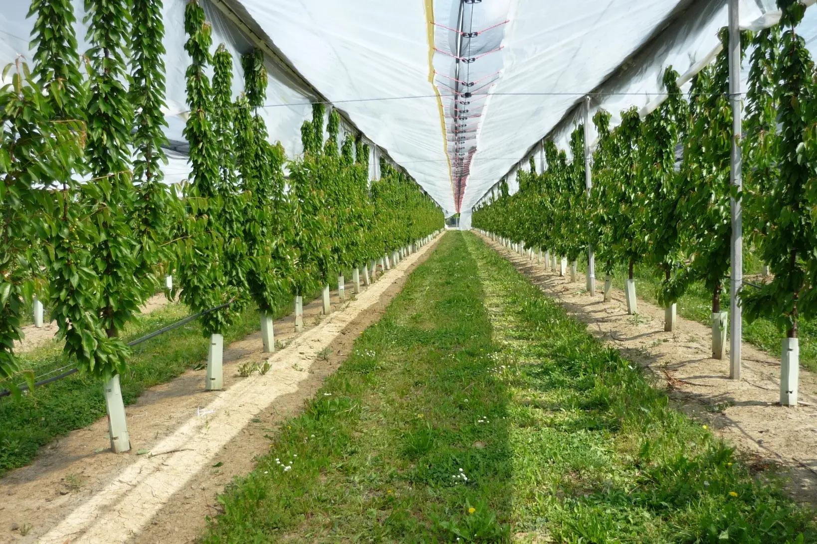 Thanks to the covers, the cherries improve in quality and size