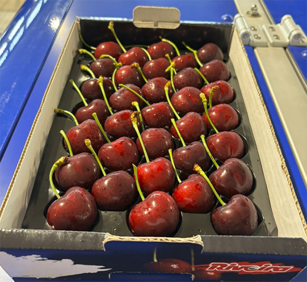 Stellar packaging for Sweet Saretta® Piedmont (IT) cherries