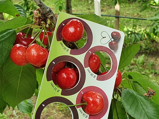 Early cherries in Argentina: Royal Lynn harvest starts in September