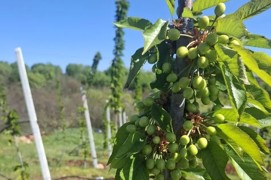 New Royal Tioga plantations in Greece: early thinning is essential