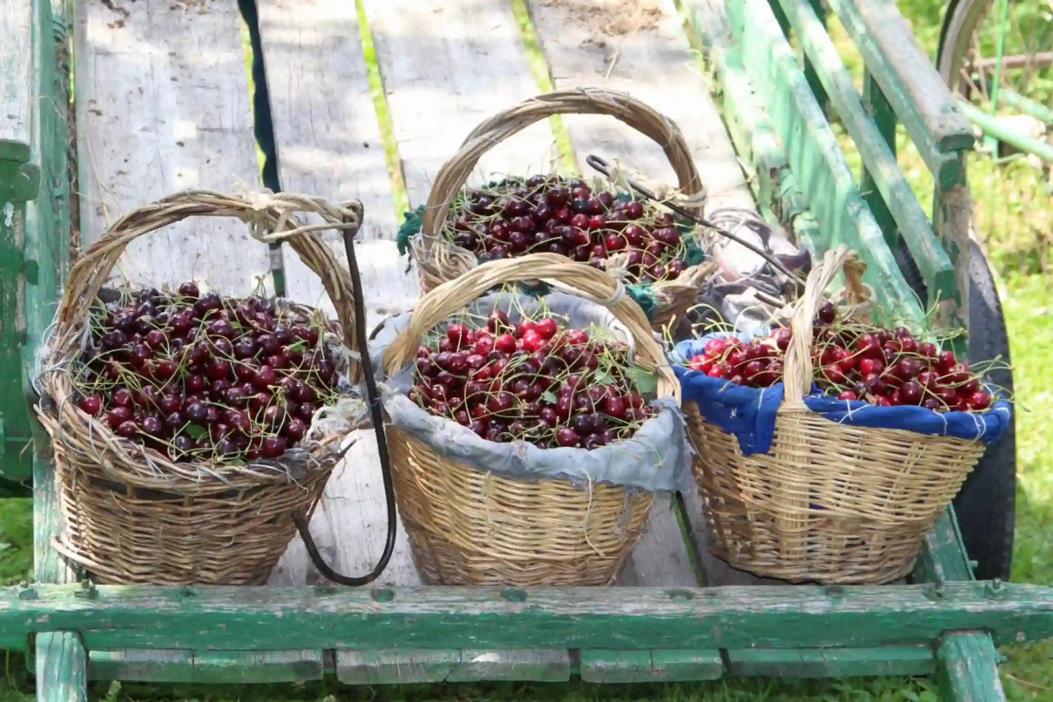 Cherry processing waste turned into nutraceuticals: the Kent research