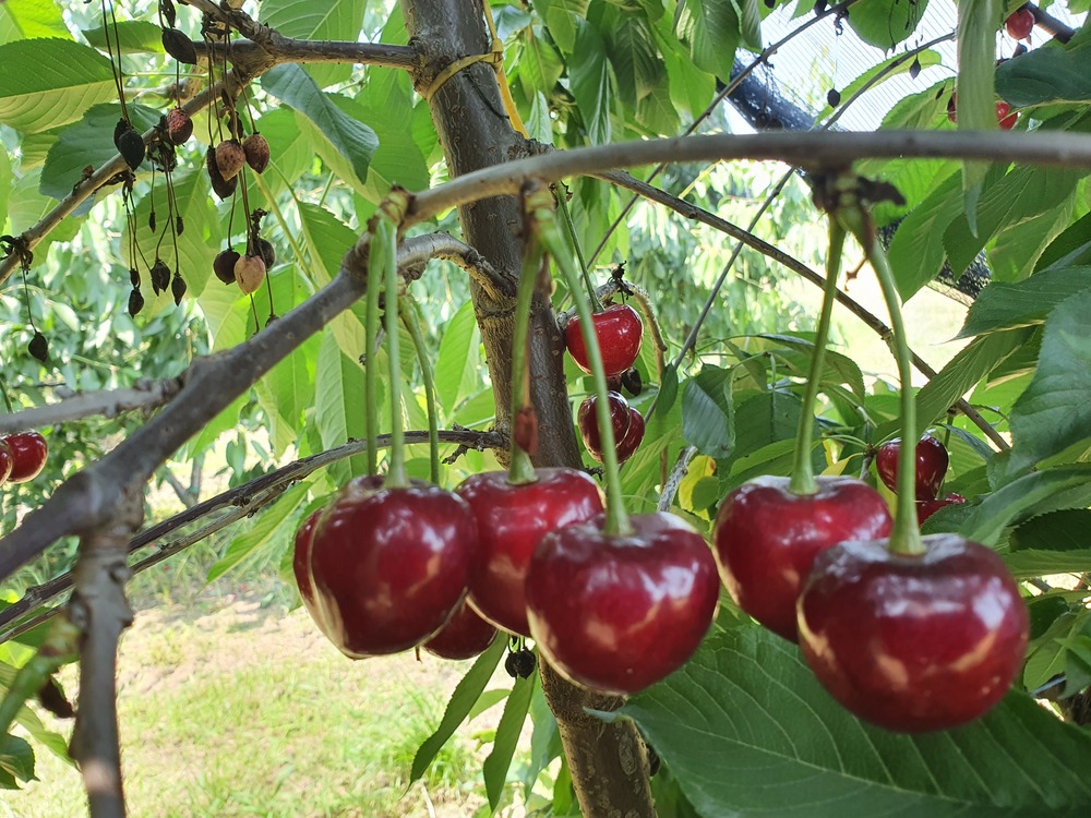 Con le varietà Final® quest’anno la stagione delle ciliegie di Sanifrutta si chiuderà in bellezza a fine luglio
