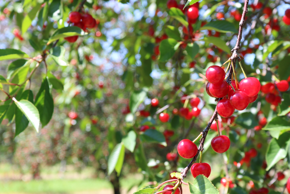 With freezing problems behind it, Michigan expects a historic cherry yield for the 2024 season