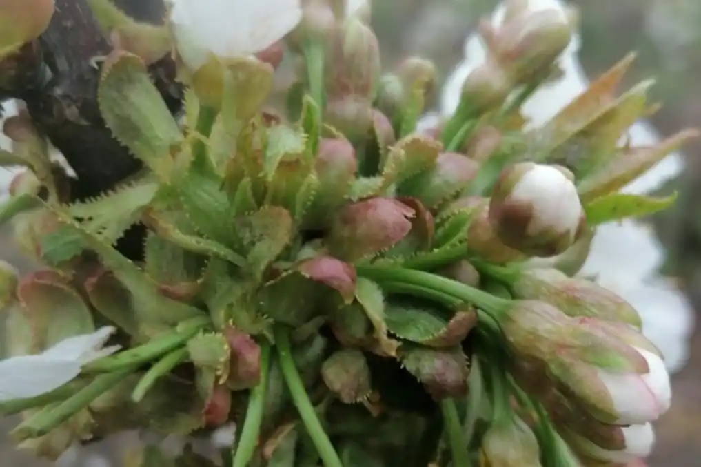 Sincronitza: the bioactivator that regulates and synchronises flowering in cherry orchards