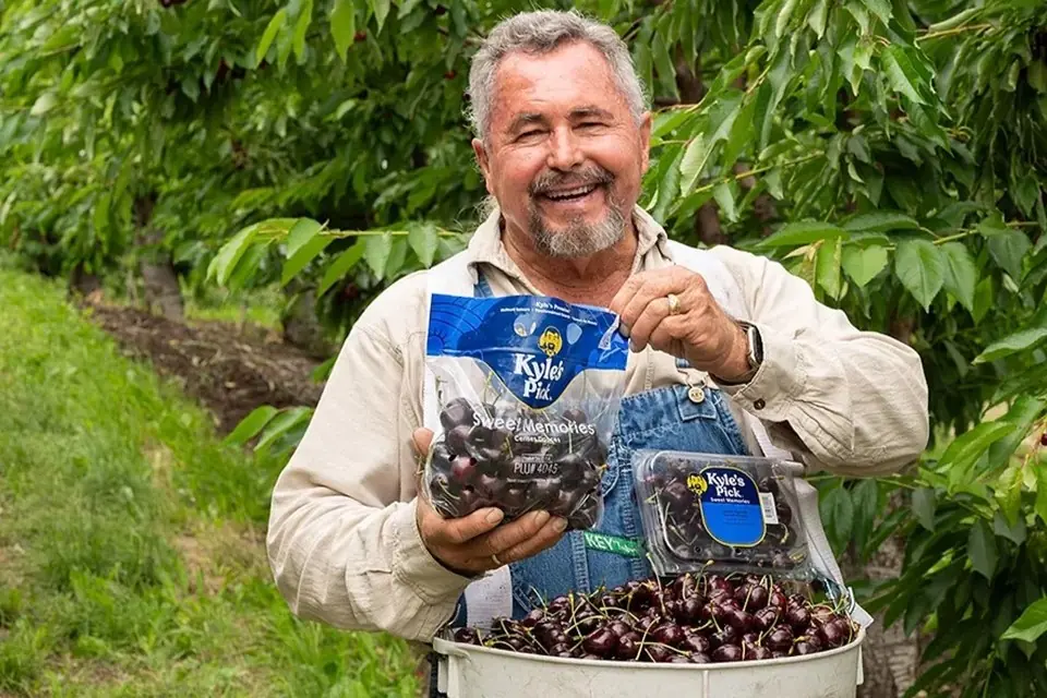 Ciliegie e sostenibilità economica: la nuova frontiera dei frutteti moderni
