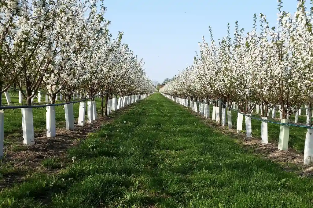 La variabilità climatica sta avendo riflessi negativi su fenologia e fisiopatie delle amarene