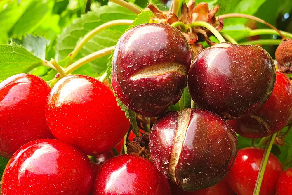 Cherry fruit cracking in India: a physiological disorder reducing yield and marketability
