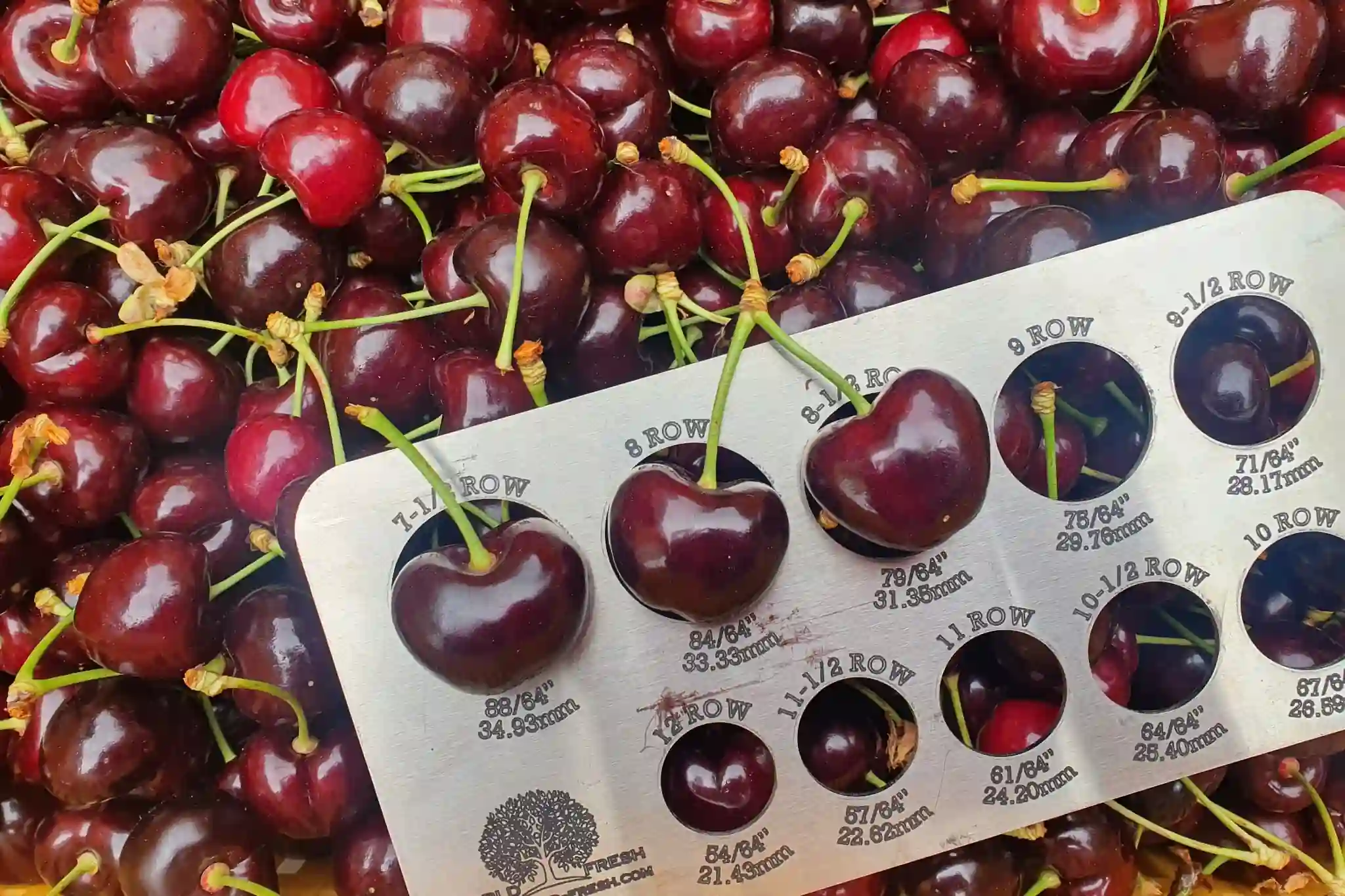 Trattamenti a base di calcio e confezionamento con MAP migliorano qualità e shelf life delle ciliegie 