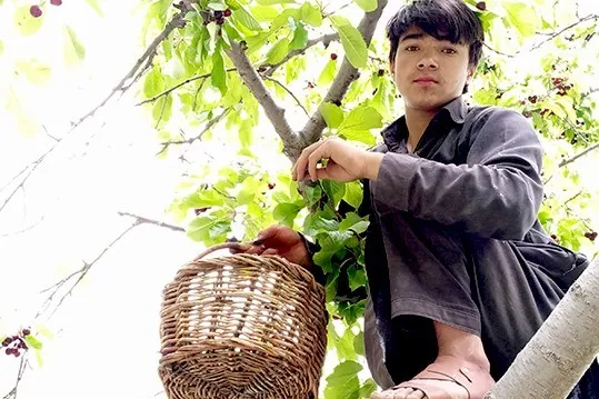 Ciliegie dolci in Pakistan: biodiversità, genotipi e raccolta nel Gilgit-Baltistan