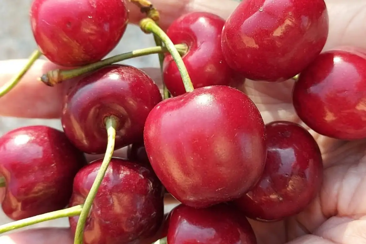 Come stimare la maturità di raccolta delle ciliegie dolci: metodi fisici e chimici