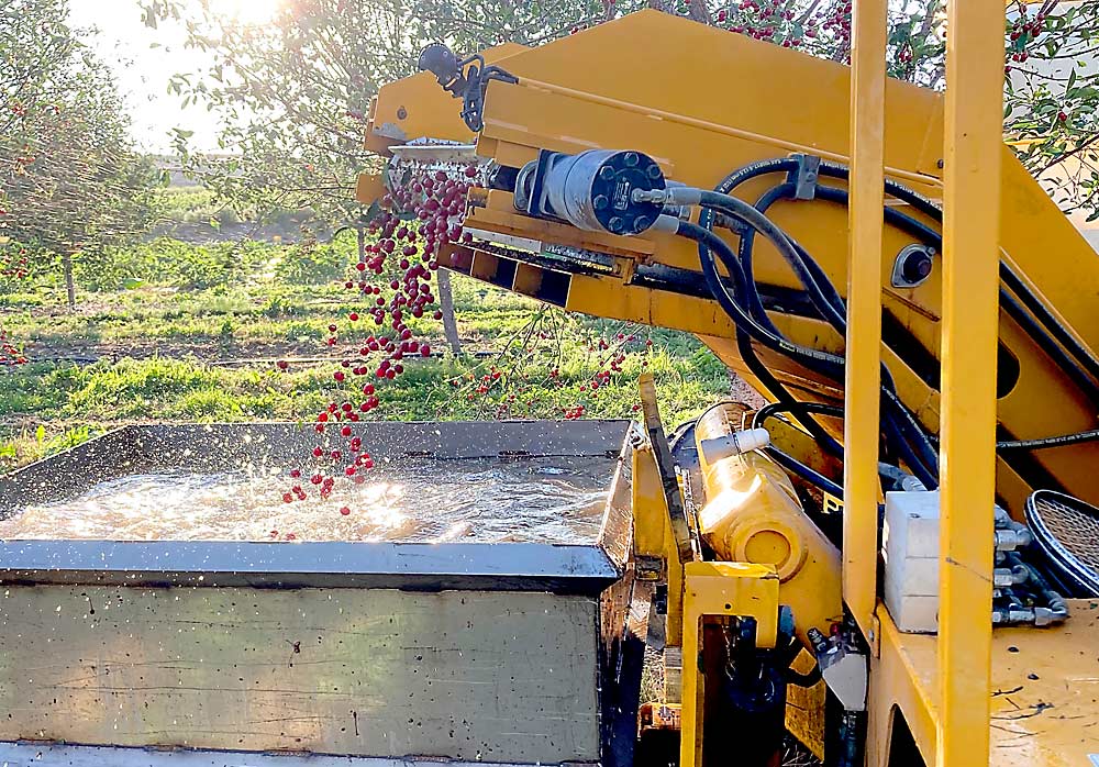 The Utah State University (USA) proposes a technological model for monitoring tart cherry yields during harvesting