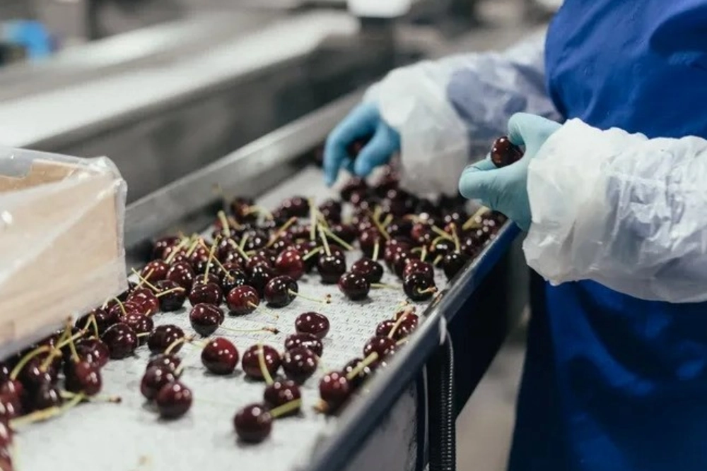 La Tasmania batte ogni record: il commercio delle ciliegie raggiunge cifre storiche