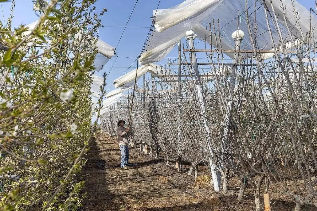 Quale valore aggiunto offrono le nuove tecnologie ai coltivatori di ciliegie?