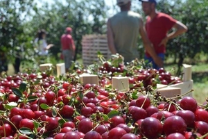 Record di export: la Moldavia ha esportato più amarene di quante ne abbia consumate