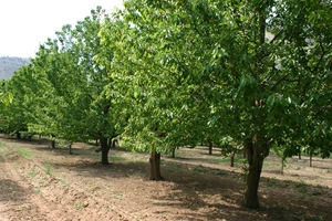 A study reveals that the rootstock-variety combination is key to increasing drought tolerance in cherry trees