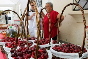The outlook is excellent for Valencian cherries: after four years of decline, the target is 1,500 tonnes