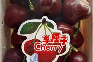 Chile and Spain: the cherry battle in China