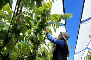 Supporting Tasmanian cherry growers in adapting to climate change
