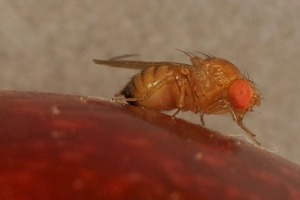 Biotechnological strategies for Drosophila suzukii control: advances, limitations, and future perspectives