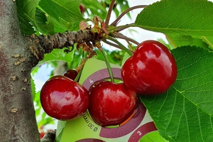 The genes that determine the colour and size of cherries