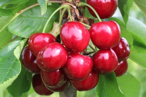 Genomics and cherries: the race is on in Jerte to develop new varieties better suited to the market