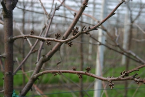 Sweet cherry pruning management in Moldova: combined effects of timing and techniques on yield and fruit quality